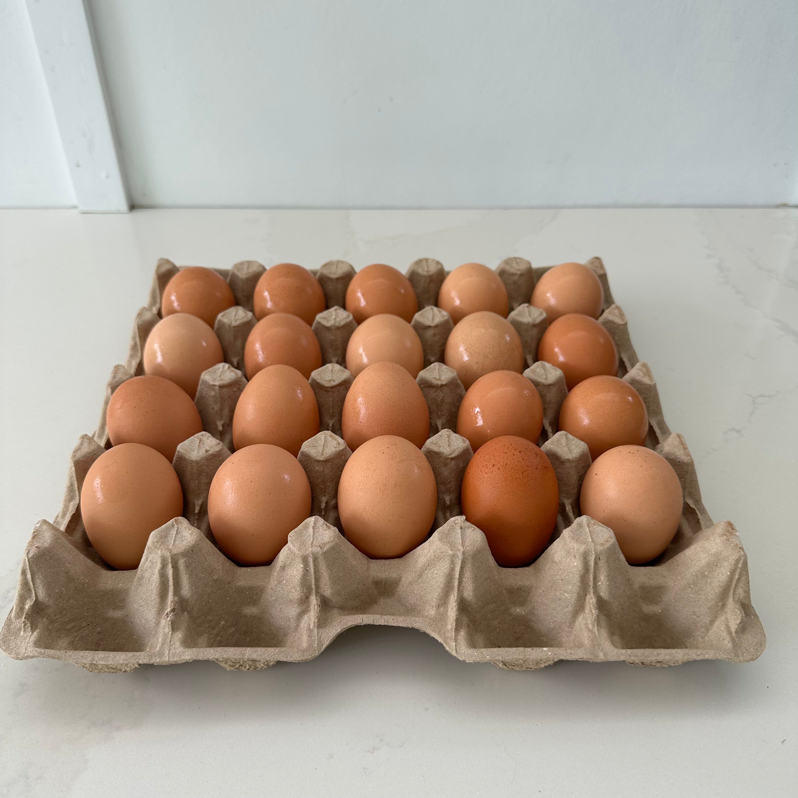 110 x 20 pocket Jumbo Pulp Egg Catering Trays