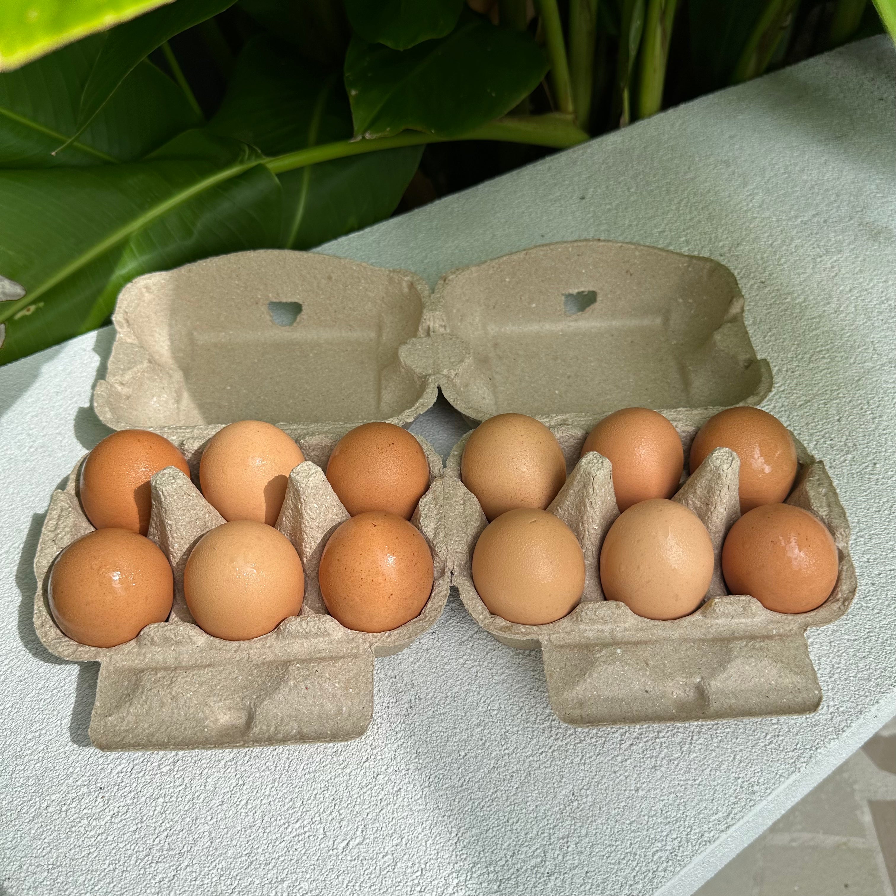 180 x 2x6 Egg Standard Pulp Cartons - Unlabelled